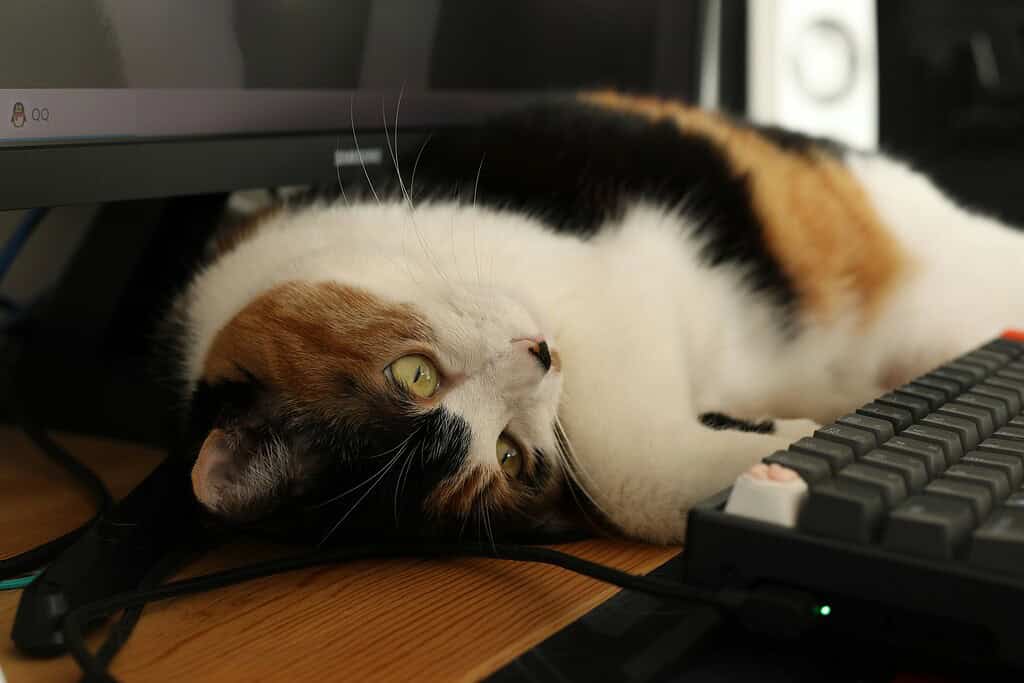 A cat lying in front of a computer keyboard and looking up