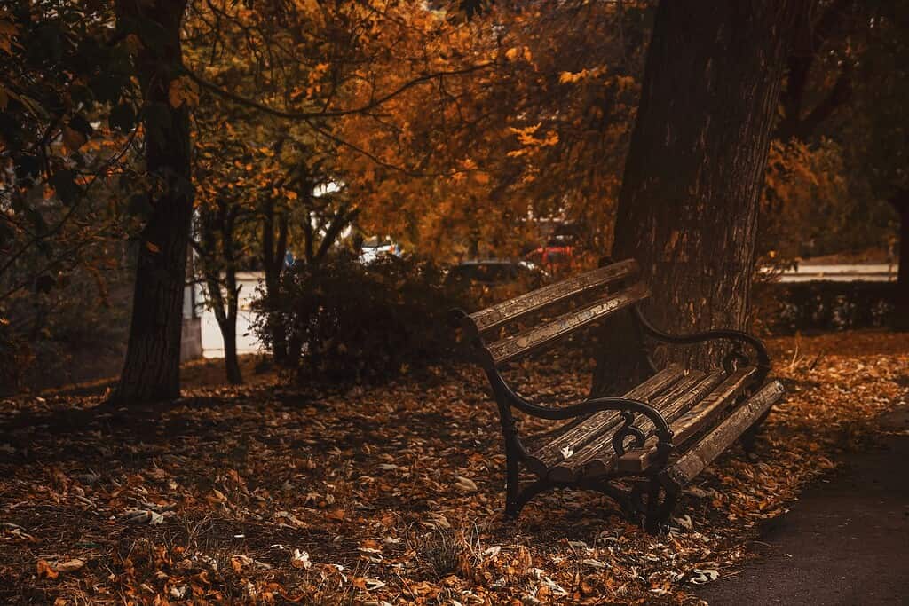 autumn park bench