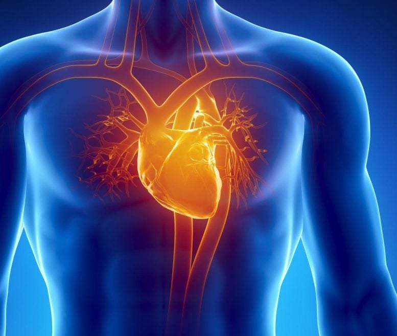 human heart anatomy